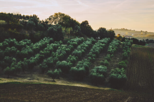 VillaMamo_10_12-10-25_SHOT_03_0003